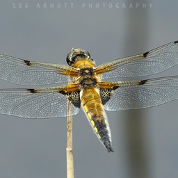 4 Spotted Chaser