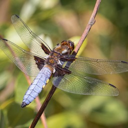Broad Bodied Dragonfly