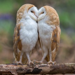 Kissing Barn Owls Les Arnott